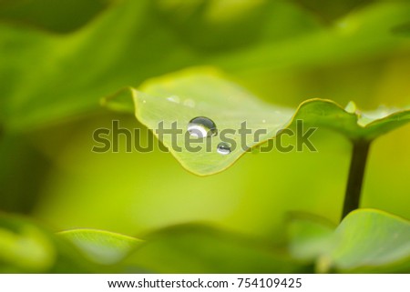 Water drops on a taro leaf; picture taken at Khao Sok National Park, Thailand.