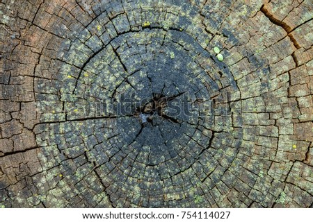 The texture of the old stump.