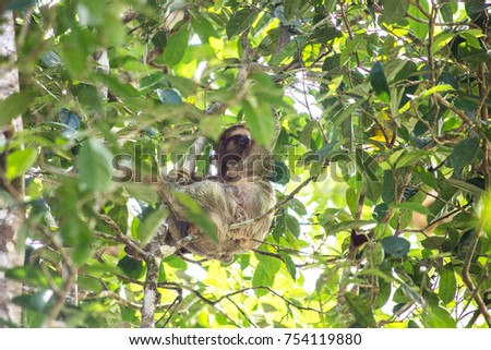 Sloth monkey in Costa Rica 