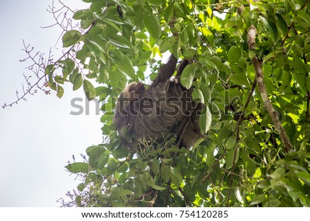 sloth monkey in Costa Rica