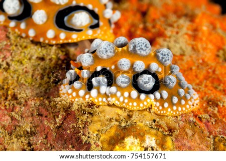 Phyllidia ocellata, sea slug, a dorid nudibranch