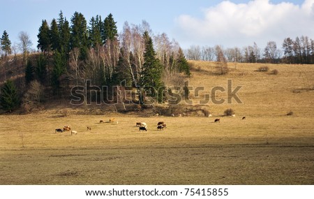 Pasture and cows