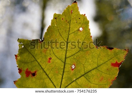 Green Leaf with Dried Brown Patches Against Trees in a Cool Dry Afternoon in Burke, Virginia