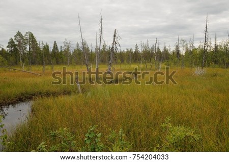 Swamp in the tundra with dead trees