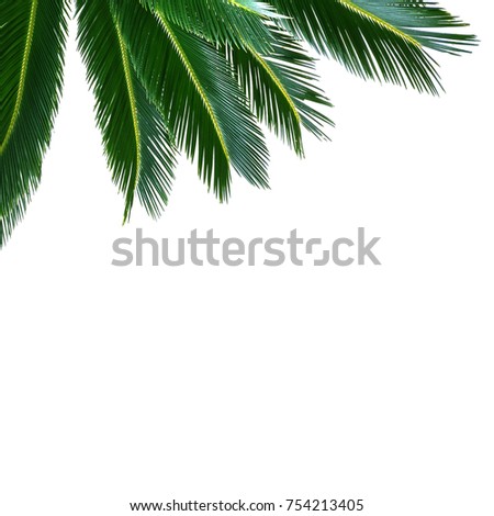 tropical jungle palm background with tree leaves eng empty space. Blank for advertising card or invitation. Nature concept.