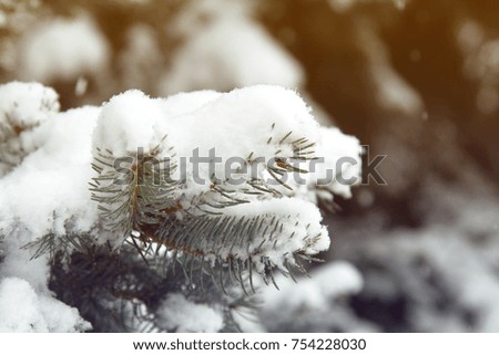 Fir branches covered with hoar frost Wonderland. Winter snowy pine Christmas tree scene. Calm blurry snow flakes winter background with copy space. Winter is coming New year.