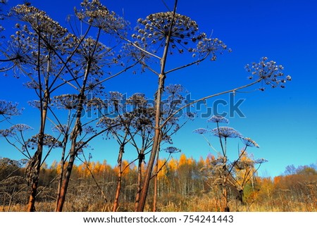 Heracleum flower on a background clear sky. Latvia