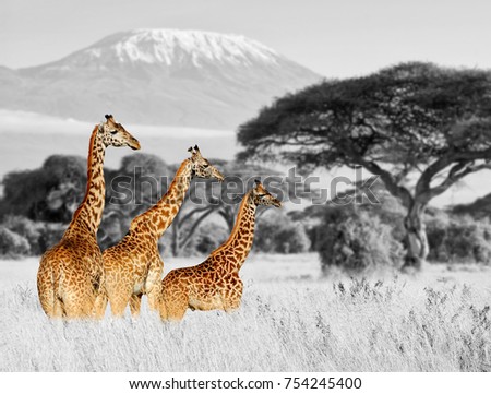 Close giraffe in National park of Kenya, Africa. Black and white photography with color giraffe