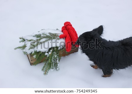 Curious black purebred dog sniffs red mittens and green spruce branches in wooden box on snow