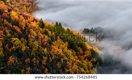 fog and forest