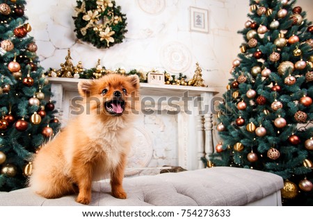 Small cute pomeranian dog sitting at sofa on Christmas background