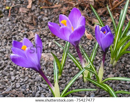 Group of beautiful blooming purple and white
