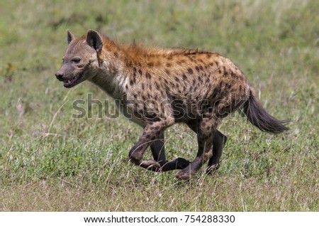 Spotted hyena on the run in Serengeti Natotional Park in Tanzania