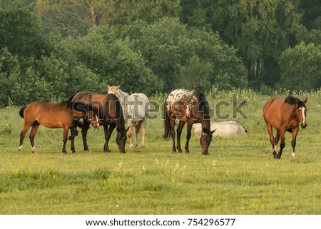 Horses graze in a meadow.