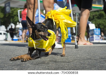 Miniature pinscher dog celebrating carnival dressed up in a costume at the annual "blocao" street party for animals in Rio de Janeiro, Brazil