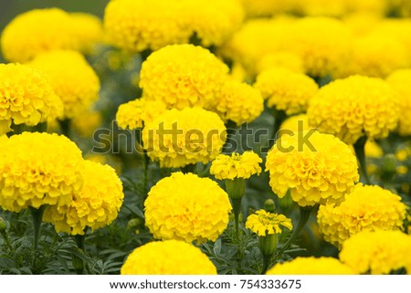 Marigold flowers in the garden