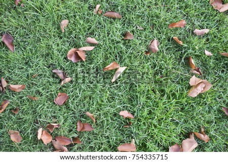 Autumn leaves on green grass background texture.Top view