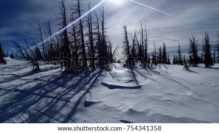 Burnt Forest in Winter