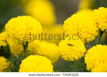 Bee in marigold flowers in the garden