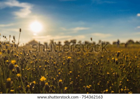 
Yellow meadow and beautiful yellow flower field in Thailand