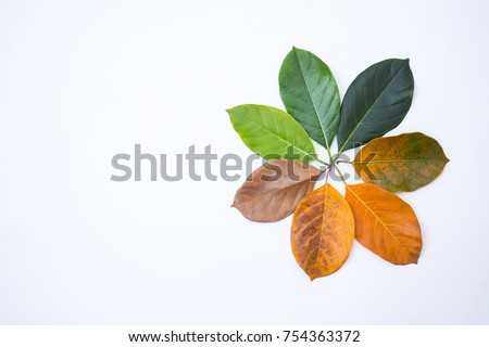 Closeup leaves in different color age of jackfruit tree leaves. Line of colorful dry leaves in autumn season, environment changed concept. Top view flatlay, Changing environment  background banner Royalty-Free Stock Photo #754363372