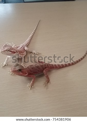 chameleon lizard pet