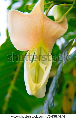 White Agasta flower or Sesban flower, Vegetable humming bird flower. White Agasta flowers fresh and blooming on the humming bird tree with natural background.