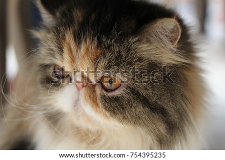 Close-up of Cute cat