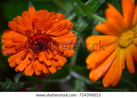 Bright Orange Calendula or Pot Marigold Flowers with Raindrops in the Garden. Stock Image by Maria Rutkovska