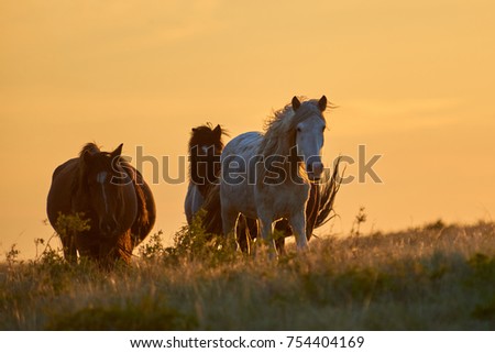 Horses graze on pasture at sunset.  
The horse (Equus ferus caballus) is one of two extant subspecies of Equus ferus. It is an odd-toed ungulate mammal belonging to the taxonomic family Equidae.

