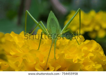 Grasshopper on marigold