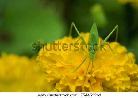 Grasshopper on marigold