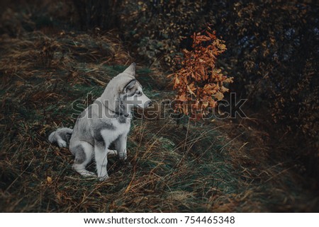 Puppy Alaskan Malamute in the autumn landscape