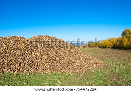Autumn scenes. Harvested sugar beet. Folded in hurts for transportation to a sugar factory. beet of a variety from which sugar is extracted. It provides an important alternative sugar source to cane,