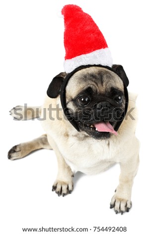 A funny little dog is dressed in Santa's red hat. Isolated on white background.
