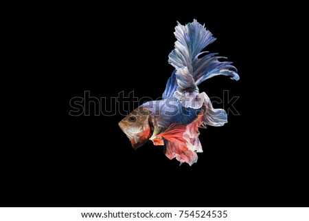 Siamese fighting fish fancy halfmoon Betta freeze smooth movement. Isolated on black background.stop action.
