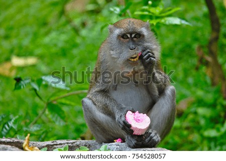 A macaque is eating some sweets at batu caves next to Kuala Lumpur, Malaysia.
