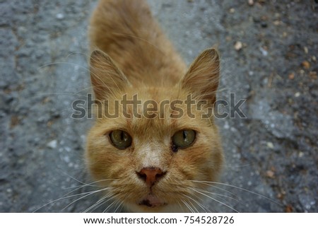 Red cat on the street in Yalta, Crimea