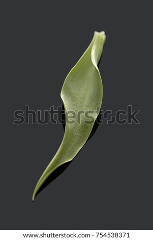 tulip leaf on dark grey background
