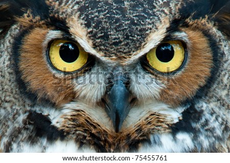 Great Horned Owl staring with golden eyes Royalty-Free Stock Photo #75455761