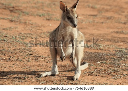 Cute single Red kangaroo baby on red sand