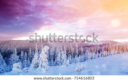 Mysterious landscape majestic mountains in winter with snow covered tree. Photo greeting card. Bokeh light effect, soft filter. Carpathian. Ukraine. Europe
