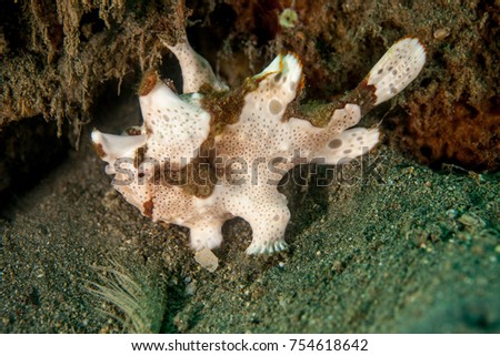 White Warty frogfish (Clown frogfish) - Antennarius maculatus