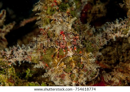 Giant frogfish - Antennarius commerson