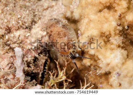 Muricoidea Olividae sea snails