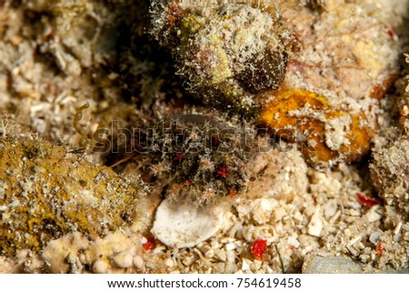 Muricoidea Olividae sea snails