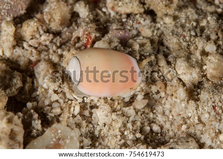 Muricoidea Olividae sea snails shell