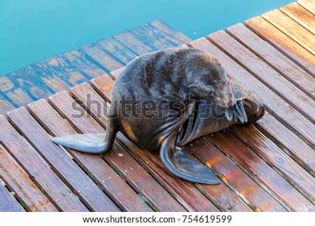 A brown Cape Fur Seal sits on the wooden board walk in the port of Cape Town South Africa, scratching its nose