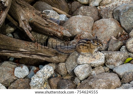 Eastern Chipmunk - Tamias striatus, sitting on a rock.
