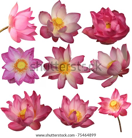 lotus flowers isolated on white background